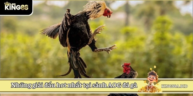 Những giải đấu hot nhất tại sảnh AOG đá gà